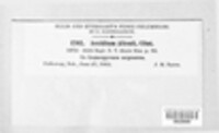 Dicaeoma allenii image